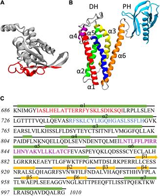 Prediction of Protein–Protein Interactions Between Alsin DH/PH and Rac1 and Resulting Protein Dynamics